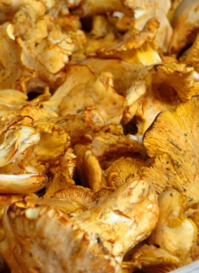 Frische Pfifferlinge